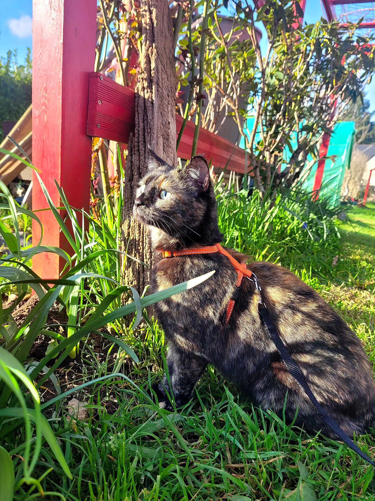 Arya participe au concours pour gagner de l'argent avec cette photo : cat, tortoiseshell, orange_harness, leash, grass, garden, wooden_fence, tree, sunlight, blue_eyes, pet, sitting, looking_up, shadows, plants, greenery, closeup, whiskers, fur_pattern, outdoor