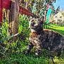 Arya participe au concours pour gagner de l'argent avec cette photo : cat, tortoiseshell_cat, pet, grass, garden, harness, leash, green_eyes, whiskers, outdoor, sunlight, tree, fence, backyard, plants, portrait, closeup, curious, sitting, nature