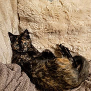Arya participe au concours pour gagner de l'argent avec cette photo : cat, tortoiseshell_cat, kitten, pet, cozy, blanket, plush, fur, green_eyes, whiskers, paw, lounging, indoor, sofa, soft_texture, closeup, portrait, relaxed, domestic_animal, curious