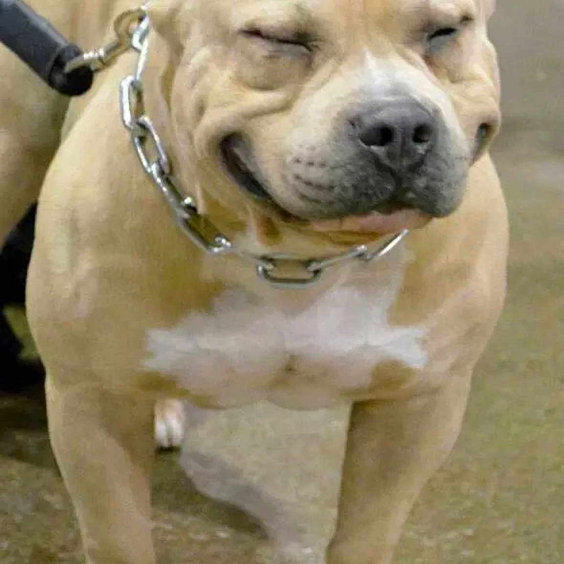 Luca