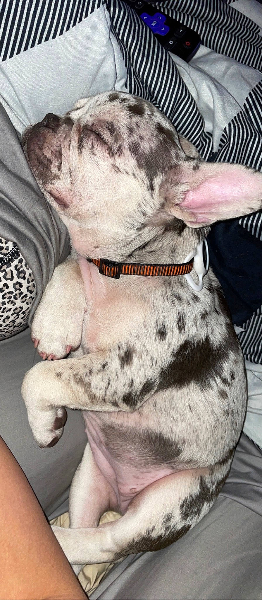 Opal is registered to the contest to win money with this photo: canidae, carnivore, collar, comfort, companion_dog, dog, dog_breed, dog_collar, ear, fawn, flesh, fur, guard_dog, liver, pattern, paw, snout, sporting_group, whiskers, working_animal