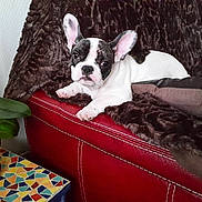 Jazzi a rejoint le concours — aidez-le/la à gagner de superbes lots !