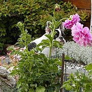 Jazzi participe au concours pour gagner de l'argent avec cette photo :