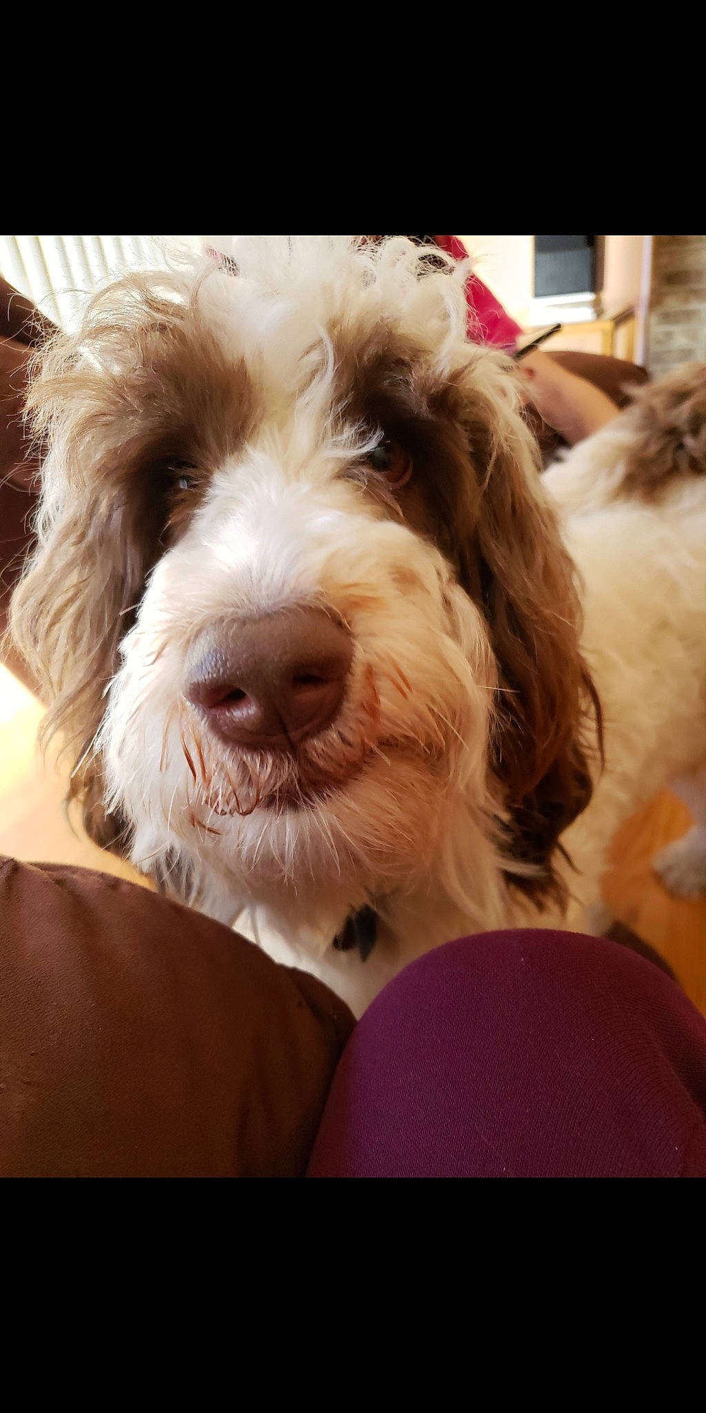 Odie is registered to the contest to win money with this photo: briquet_griffon_vendeen, canidae, carnivore, cockapoo, companion_dog, dog, dog_breed, fur, grand_basset_griffon_vendeen, mammal, nose, petit_basset_griffon_vendeen, puppy, puppy_love, rare_breed_dog, schnoodle, snout, spinone_italiano, sporting_group, vertebrate