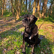 Philippe a rejoint le concours — aidez-le/la à gagner de superbes lots ! dog, black_dog, outdoor, forest, trees, grass, flowers, sunlight, nature, animal, pet, collar, sitting, daylight, canine, woodland, spring, flora, mammal, peaceful
