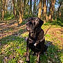 dog, black_dog, outdoor, forest, trees, grass, flowers, sunlight, nature, animal, pet, collar, sitting, daylight, canine, woodland, spring, flora, mammal, peaceful