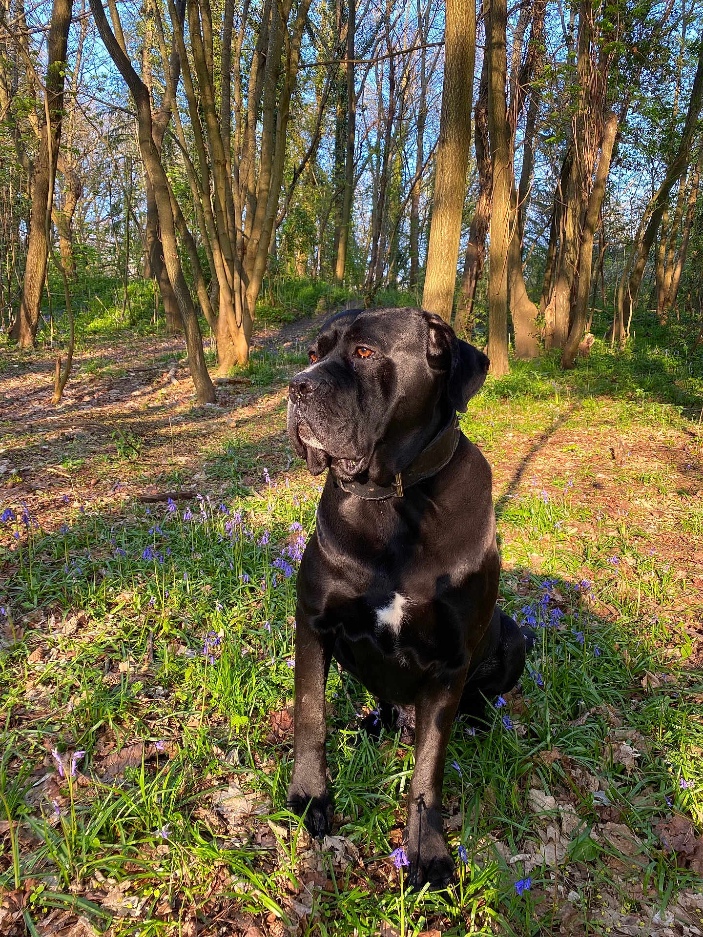 Philippe a rejoint le concours — aidez-le/la à gagner de superbes lots ! dog, black_dog, outdoor, forest, trees, grass, flowers, sunlight, nature, animal, pet, collar, sitting, daylight, canine, woodland, spring, flora, mammal, peaceful