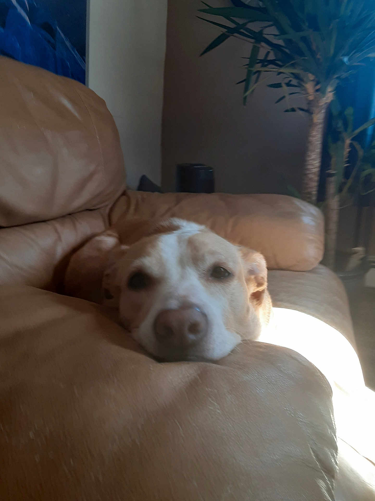 Nyla