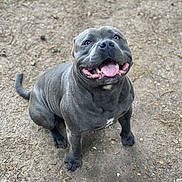 Pablo a rejoint le concours — aidez-le/la à gagner de superbes lots ! dog, canine, pet, smiling, tongue_out, gray, short_hair, outdoor, dirt_ground, happy, sitting, animal, friendly, cute, mammal, playful, looking_up, companion, domestic_animal, ears