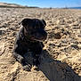 Pablo a rejoint le concours — aidez-le/la à gagner de superbes lots ! dog, black_dog, beach, sand, sunny, outdoor, animal, pet, collar, canine, relaxed, daylight, nature, summer, paw, snout, ears, portrait, mammal, leisure