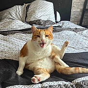 Kiwi participe au concours pour gagner de l'argent avec cette photo : animal, bed, bedspread, cat, cozy, cute, feline, funny_pose, home, indoor, mammal, orange_cat, patterned_bedding, paw, pet, relaxed, resting, tail, whiskers, white_cat