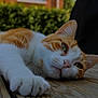 Kiwi participe au concours pour gagner de l'argent avec cette photo : animal, cat, close_up, cute, daylight, domestic_cat, focus_on_face, fur, greenery, lying_down, mammal, nature, orange_and_white, outdoor, paw, pet, relaxed, resting, whiskers, wooden_deck