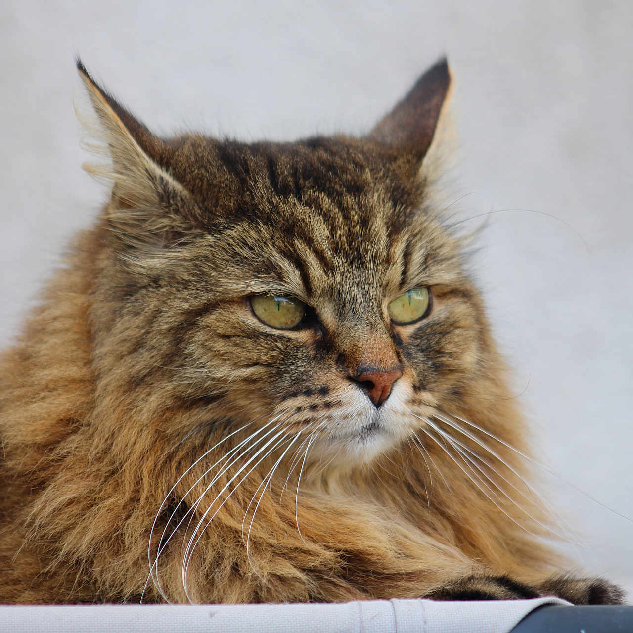 Irish a rejoint le concours — aidez-le/la à gagner de superbes lots ! abyssinian, angora, animal, cat, handrail, hardwood, kitten, manx, pet, wood