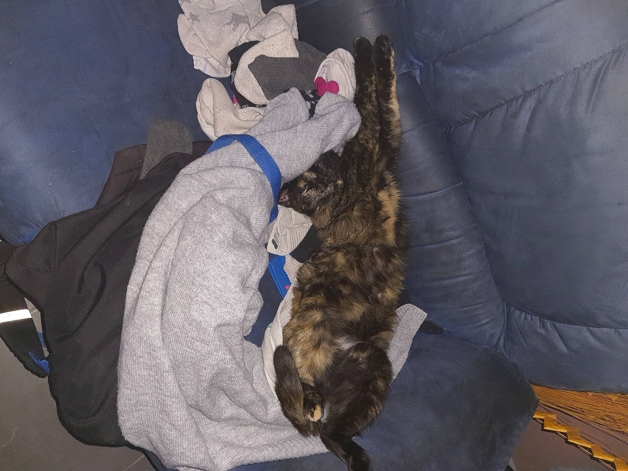 Minette participe au concours pour gagner de l'argent avec cette photo : canidae, carnivore, comfort, companion_dog, couch, dog_breed, electric_blue, felidae, fun, fur, natural_material, outerwear, room, sporting_group, toy, tree