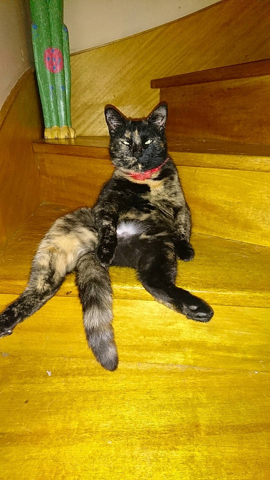 Minette participe au concours pour gagner de l'argent avec cette photo : black_cat, canidae, carnivore, cat, cat_toy, dog_breed, domestic_short_haired_cat, fawn, felidae, flooring, fur, hardwood, paw, small_to_medium_sized_cats, snout, sporting_group, tail, terrestrial_animal, whiskers, wood