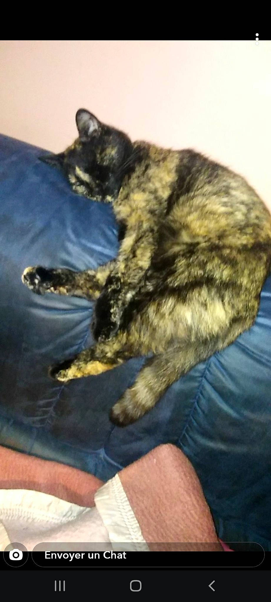 Minette a rejoint le concours — aidez-le/la à gagner de superbes lots ! carnivore, cat, claw, comfort, domestic_short_haired_cat, felidae, fur, paw, small_to_medium_sized_cats, tail, terrestrial_animal, whiskers