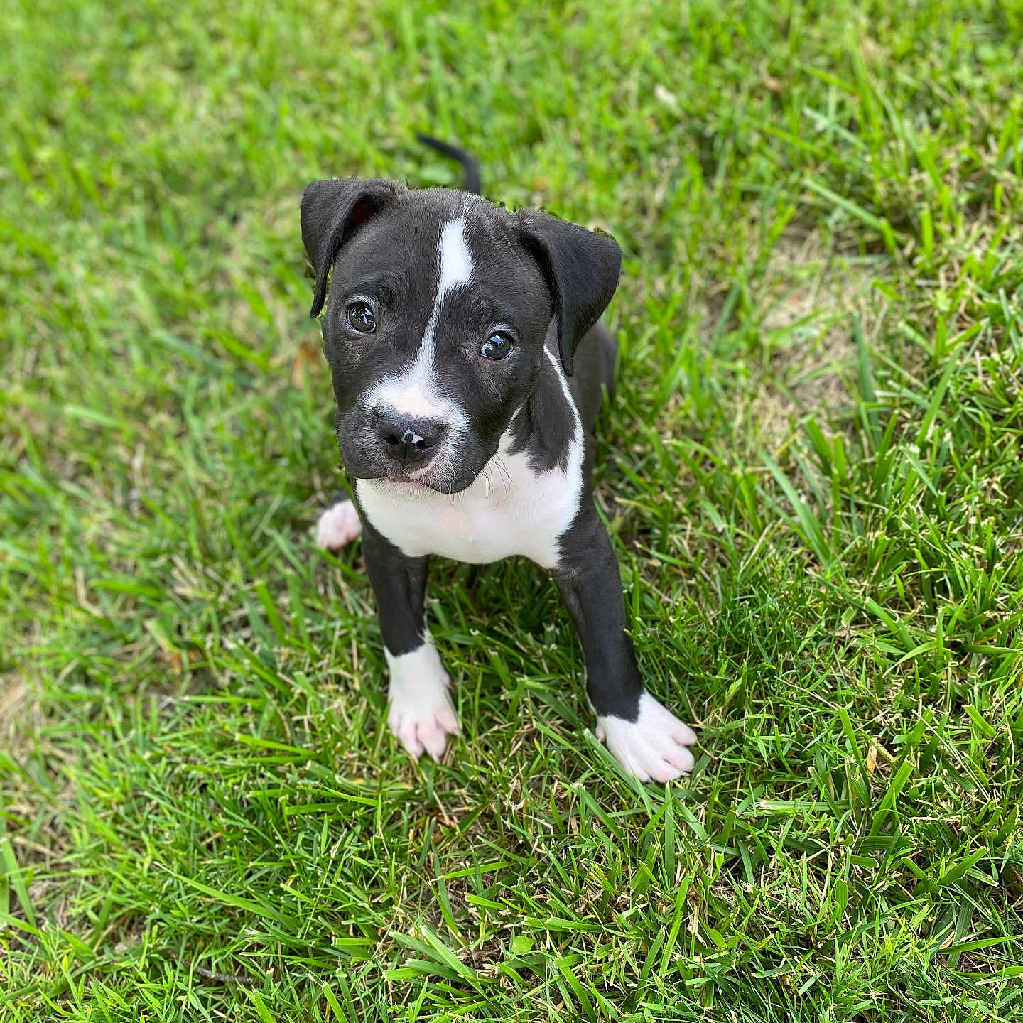 Tank is registered to the contest to win money with this photo: accessories, animal, bostonbull, boxer, bulldog, canine, dog, field, grass, grassland, hound, labradorretriever, lawn, nature, outdoors, pet, plant, puppy, snout, strap