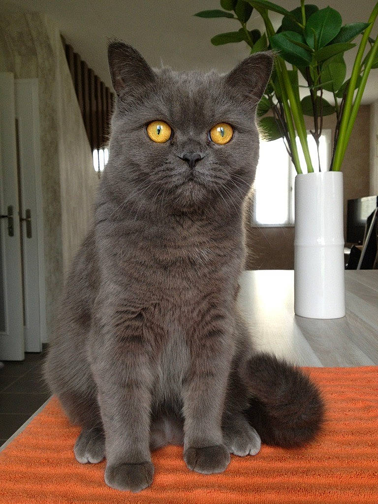 Caline participe au concours pour gagner de l'argent avec cette photo : black_cat, carnivore, cat, domestic_short_haired_cat, door, felidae, flooring, flowerpot, fur, grey, houseplant, plant, russian_blue, sitting, small_to_medium_sized_cats, snout, tail, terrestrial_animal, vase, whiskers