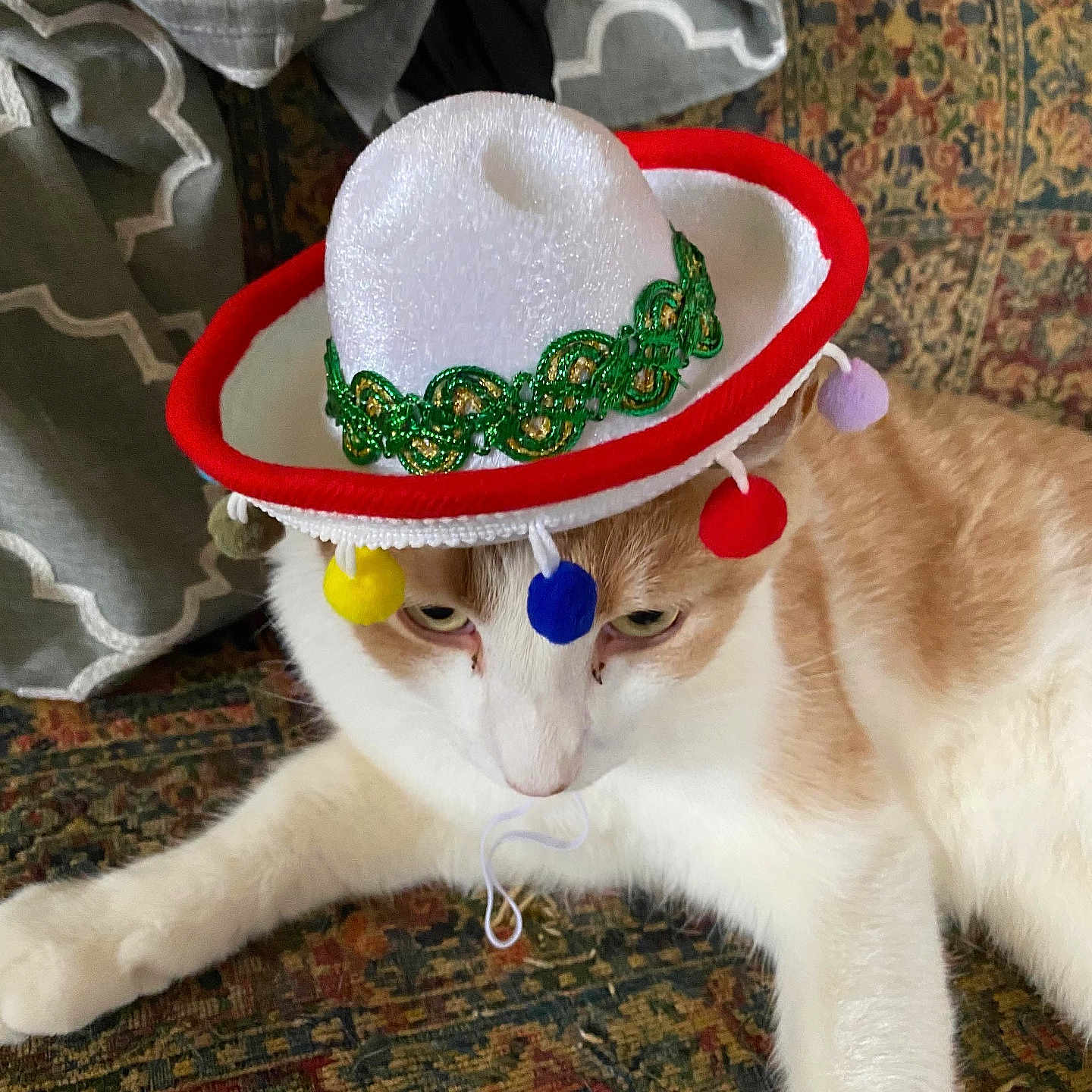 Wasabi is registered to the contest to win money with this photo: accessories, animal, beachwear, cap, cat, clothing, couch, cowboyhat, face, furniture, hat, head, jewelry, kitten, person, pet, photography, portrait, sombrero, sunhat