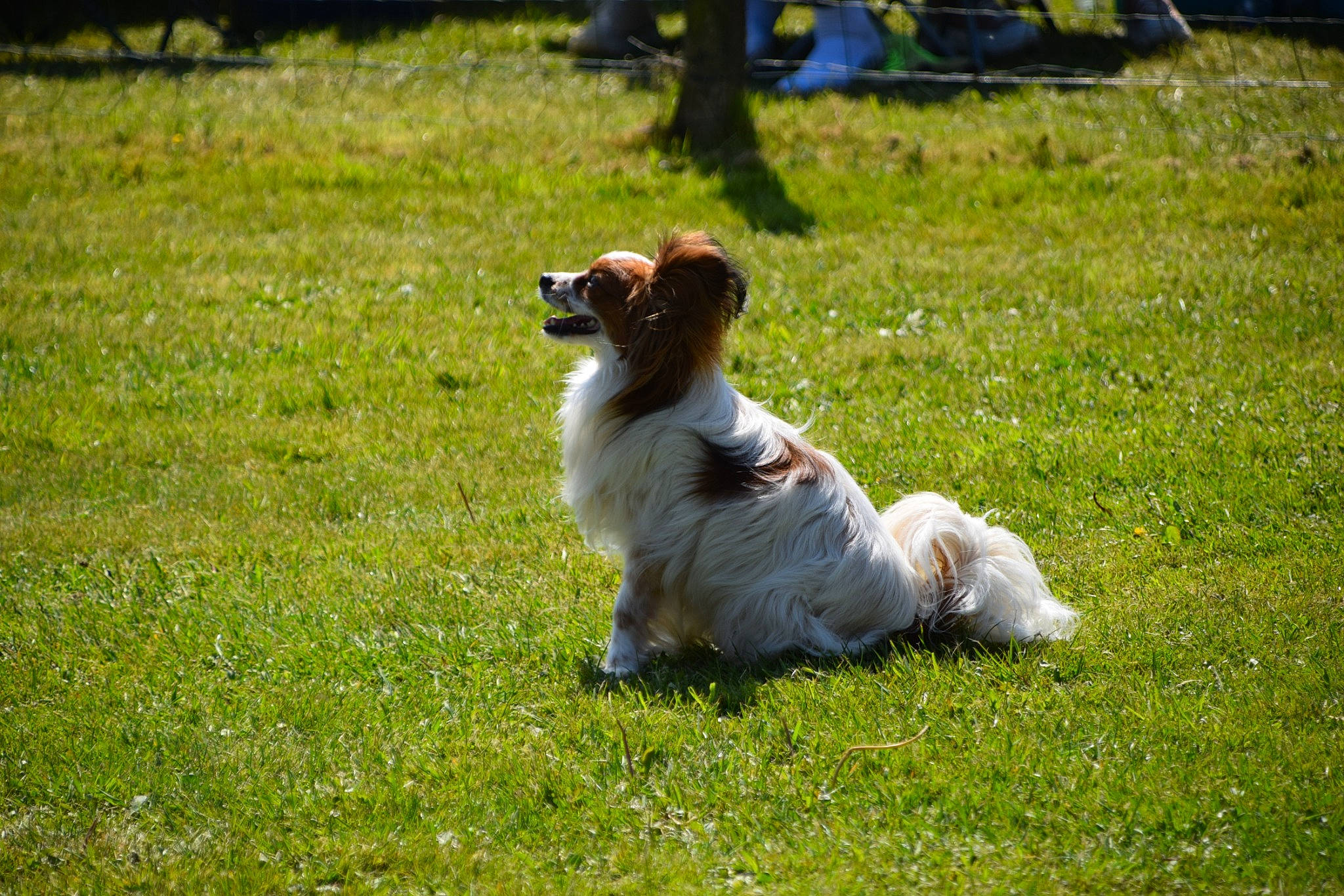 Picsou a rejoint le concours — aidez-le/la à gagner de superbes lots ! carnivore, companion_dog, dog, dog_breed, field, grass, grassland, groundcover, lawn, non_sporting_group, pasture, plant, puppy, small_terrier, sporting_group, tail, terrestrial_animal, terrier, toy_dog, working_dog