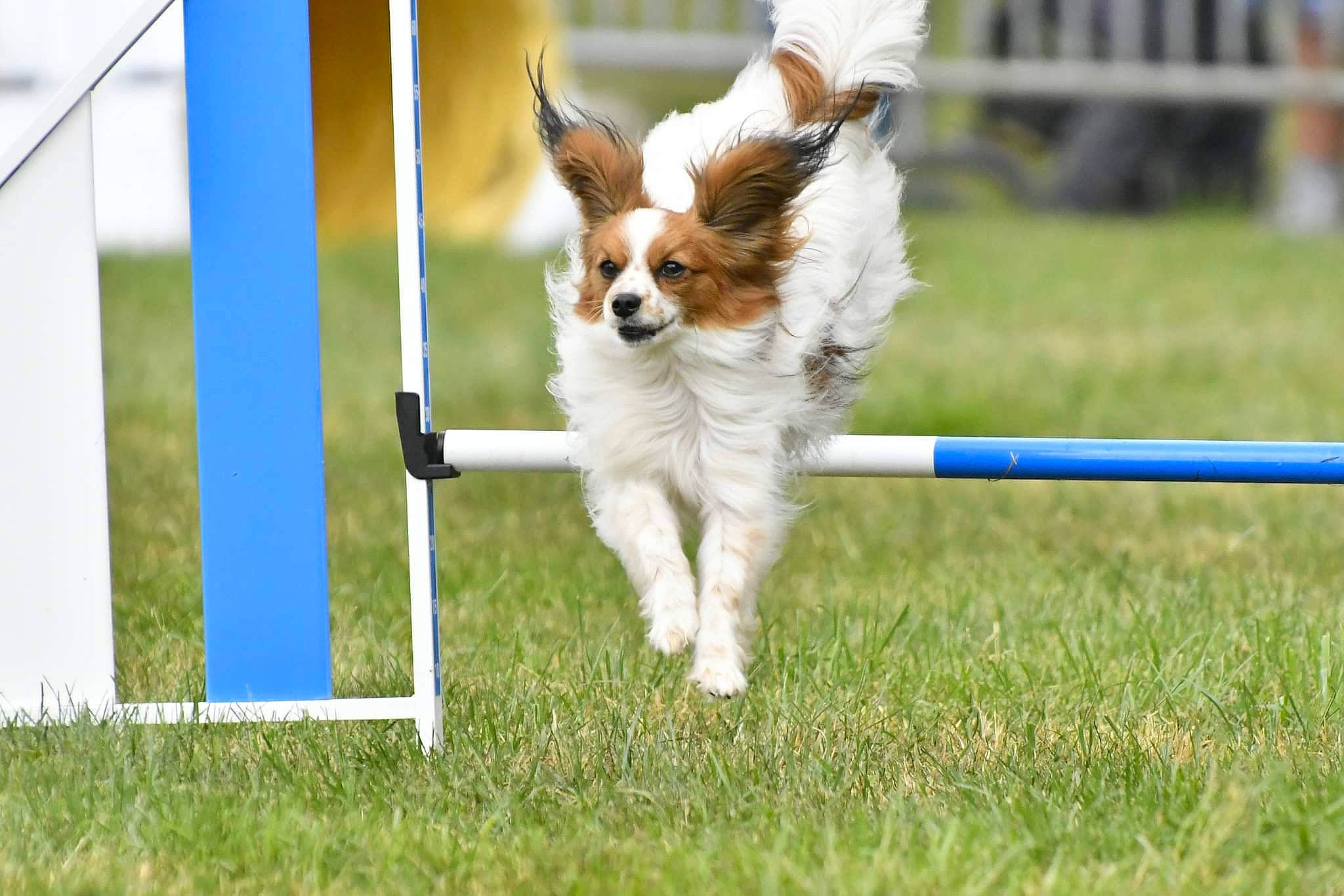 Picsou participe au concours pour gagner de l'argent avec cette photo : animal_sports, canidae, carnivore, companion_dog, dog, dog_agility, dog_breed, dog_sports, dog_supply, electric_blue, flyball, grass, hurdle, jumping, obedience_training, recreation, snout, sporting_group, sports, toy_dog