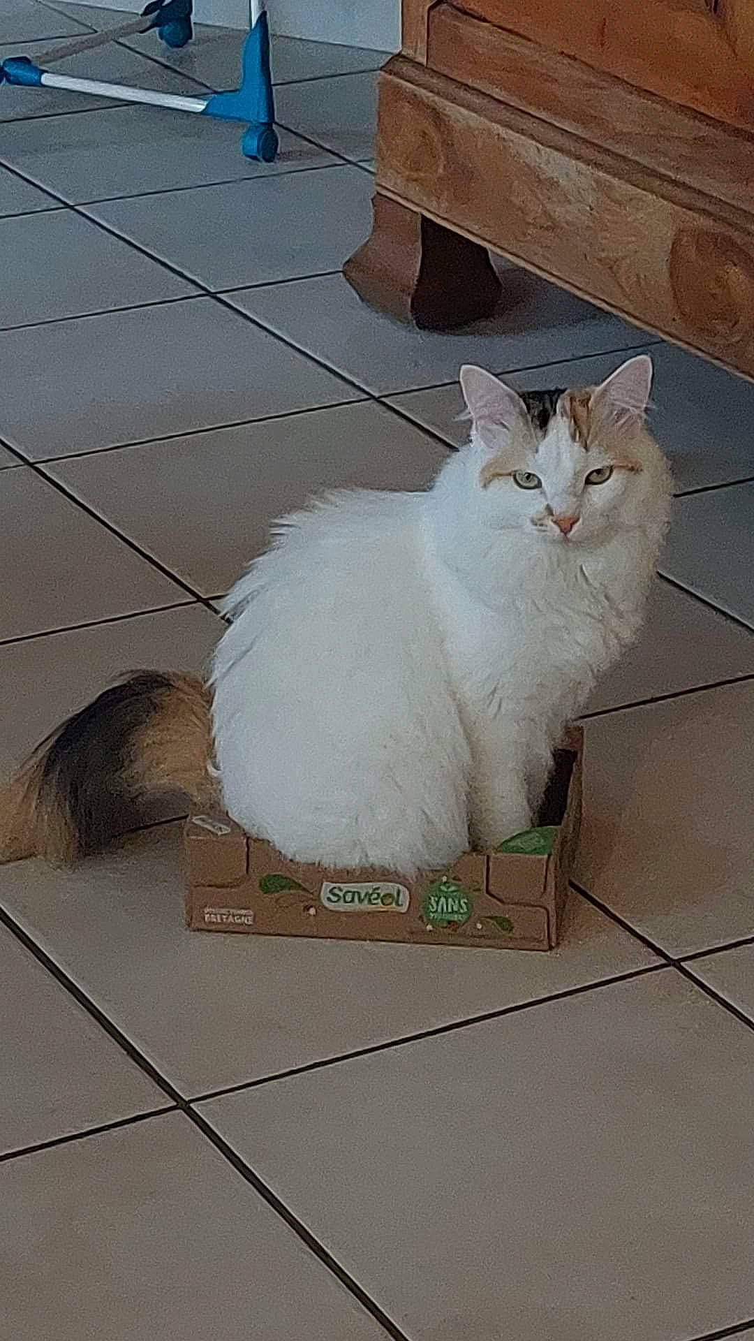 Rafia a rejoint le concours — aidez-le/la à gagner de superbes lots ! carnivore, cat, claw, domestic_short_haired_cat, fawn, felidae, flooring, fur, hardwood, paw, small_to_medium_sized_cats, snout, tail, terrestrial_animal, tile, tile_flooring, whiskers, wood