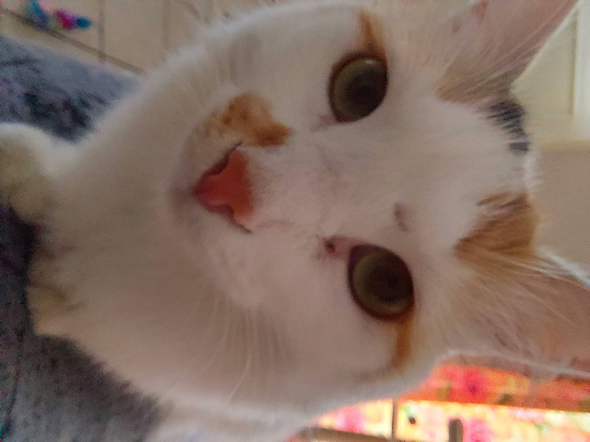 Rafia participe au concours pour gagner de l'argent avec cette photo : carnivore, cat, close_up, domestic_short_haired_cat, ear, eyelash, fawn, felidae, fur, iris, mammal, nose, small_to_medium_sized_cats, snout, tail, whiskers