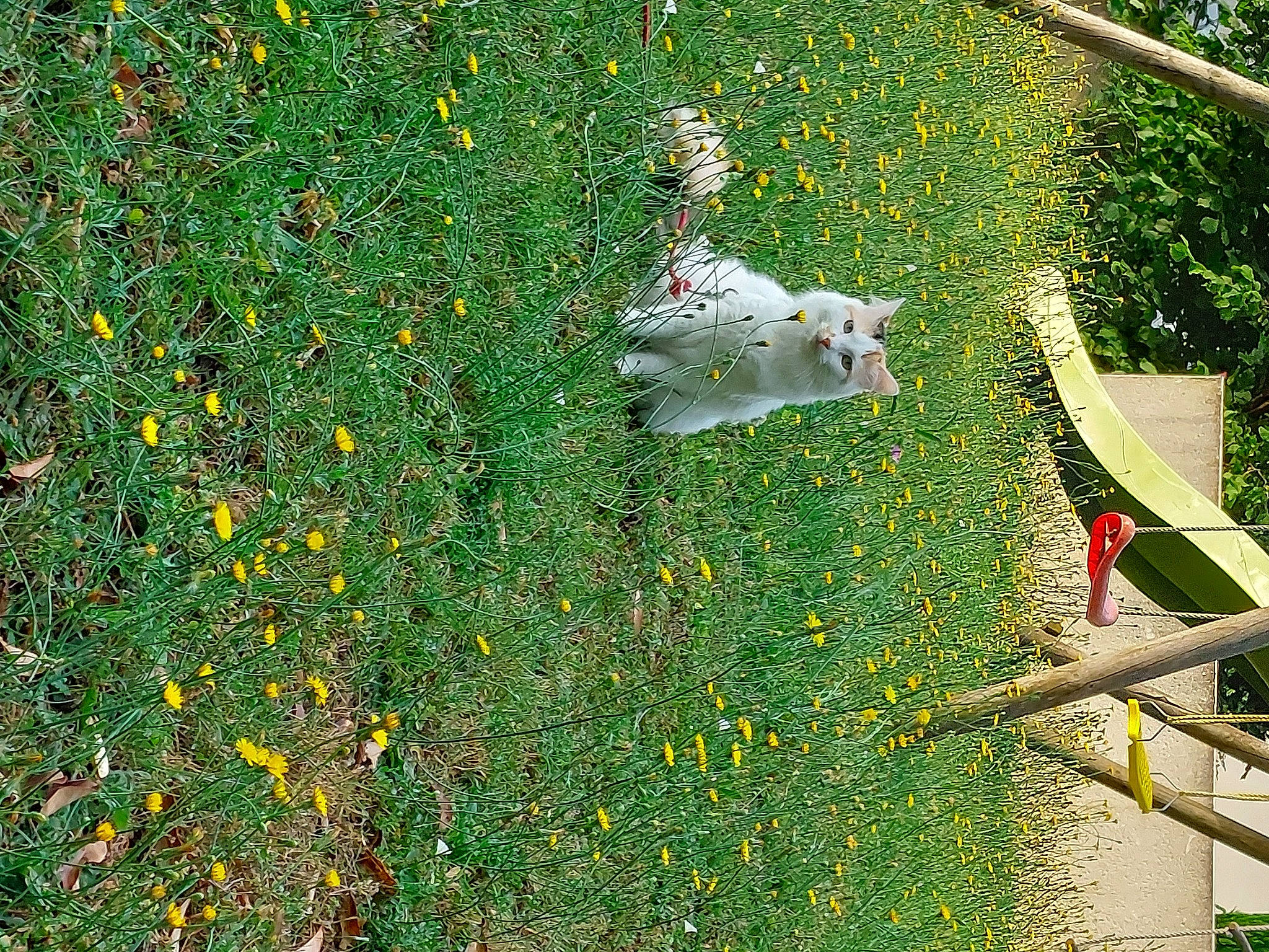 Rafia a rejoint le concours — aidez-le/la à gagner de superbes lots ! annual_plant, art, flower, flowering_plant, garden, grass, grassland, green, groundcover, herbaceous_plant, landscape, meadow, people_in_nature, plant, prairie, shrub, tree, twig, vegetation, wildflower