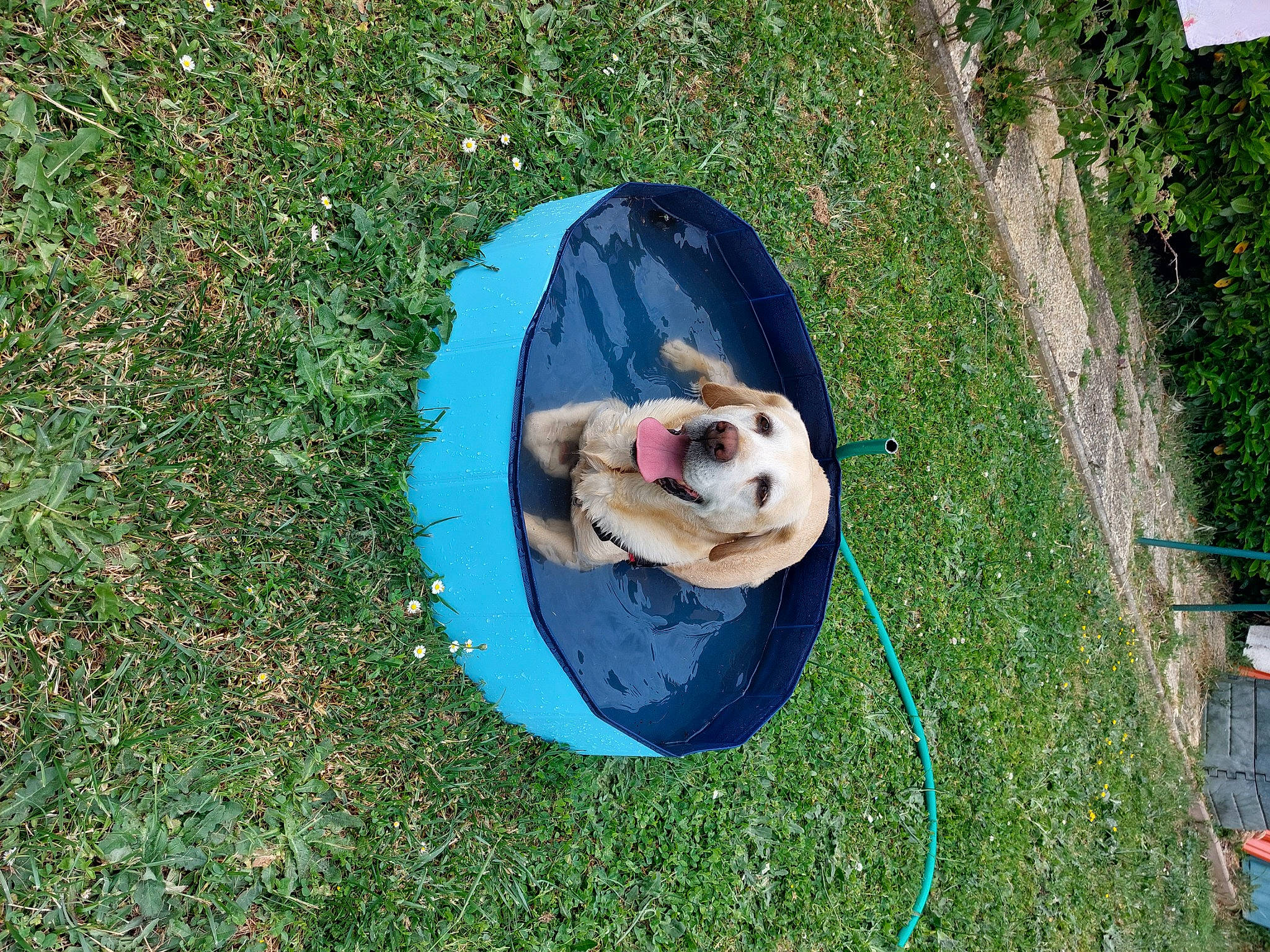 Ippy a rejoint le concours — aidez-le/la à gagner de superbes lots ! canidae, carnivore, circle, companion_dog, dog, dog_breed, electric_blue, foot, fun, grass, grass_family, groundcover, landscape, lawn, leisure, plant, recreation, soil, sporting_group