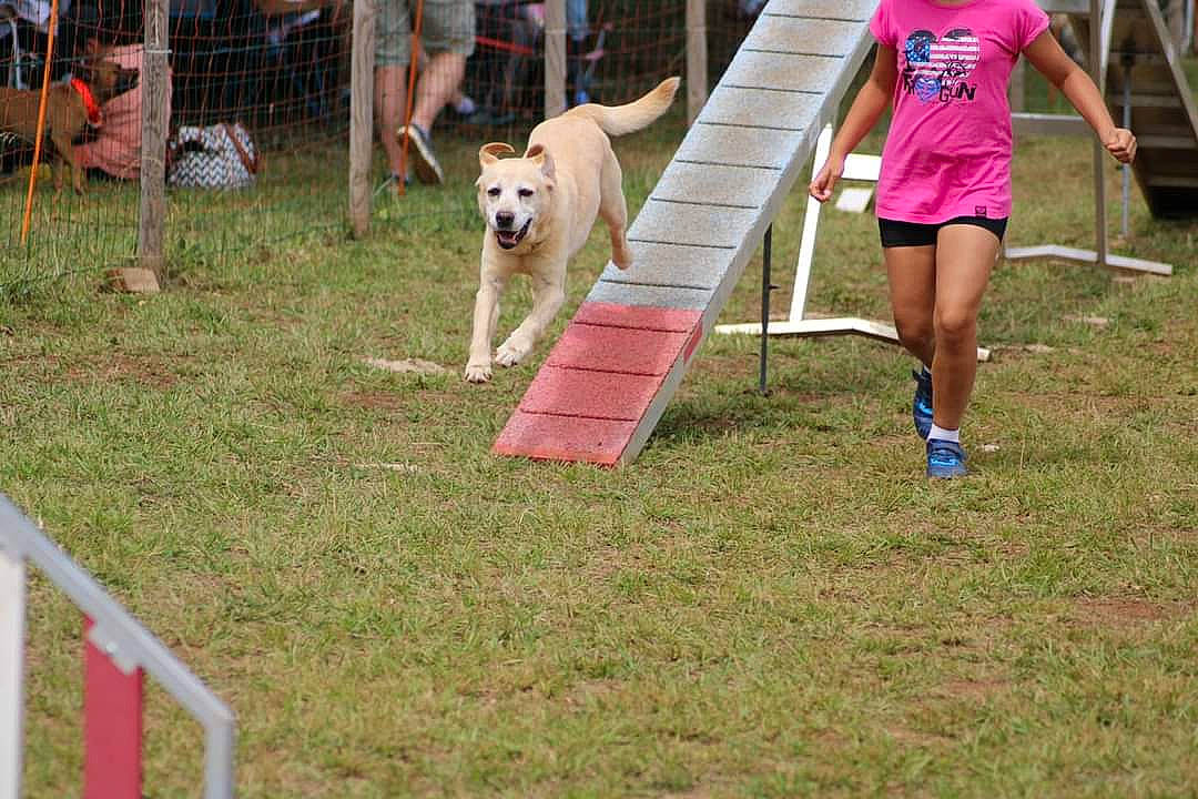 Ippy a rejoint le concours — aidez-le/la à gagner de superbes lots ! animal_sports, animal_training, calf, carnivore, chair, companion_dog, competition, dog, dog_agility, dog_breed, dog_sports, fence, grass, leisure, recreation, shorts, sporting_group, sports, thigh, working_dog