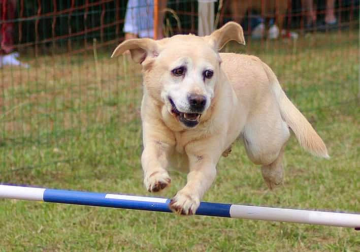 Ippy participe au concours pour gagner de l'argent avec cette photo : animal_sports, canidae, carnivore, collar, companion_dog, dog, dog_breed, dog_sports, dog_supply, fawn, fence, grass, labrador_retriever, pet_supply, recreation, retriever, sporting_group, sports, tail, working_animal