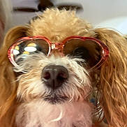 Saydemae is registered to the contest to win money with this photo: dog, sunglasses, heart_shaped, pink, fluffy, pet, close_up, indoor, ceiling_fan, fur, cute, animal, accessory, portrait, fashion, muzzle, whiskers, nose, light, casual
