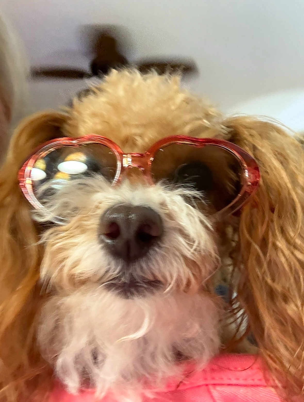 Saydemae is registered to the contest to win money with this photo: dog, sunglasses, heart_shaped, pink, fluffy, pet, close_up, indoor, ceiling_fan, fur, cute, animal, accessory, portrait, fashion, muzzle, whiskers, nose, light, casual