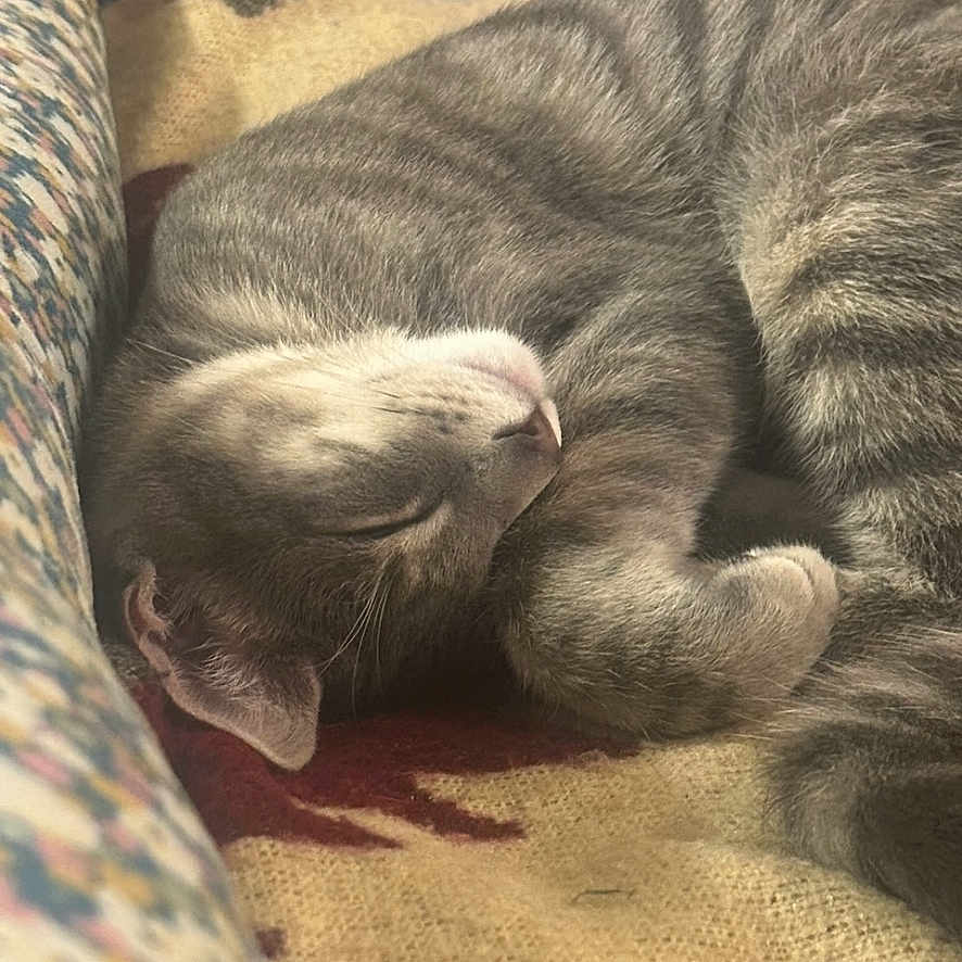 Ashton joined the competition — help win amazing prizes! animal, cat, computer, computerhardware, computerkeyboard, electronics, face, hardware, head, kitten, mobilephone, monitor, pc, person, pet, phone, screen, sleeping, text, tv