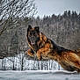 dog, german_shepherd, snow, winter, jumping, forest, trees, outdoor, animal, canine, fur, motion, leap, nature, cold, landscape, happy, playful, pet, scenery