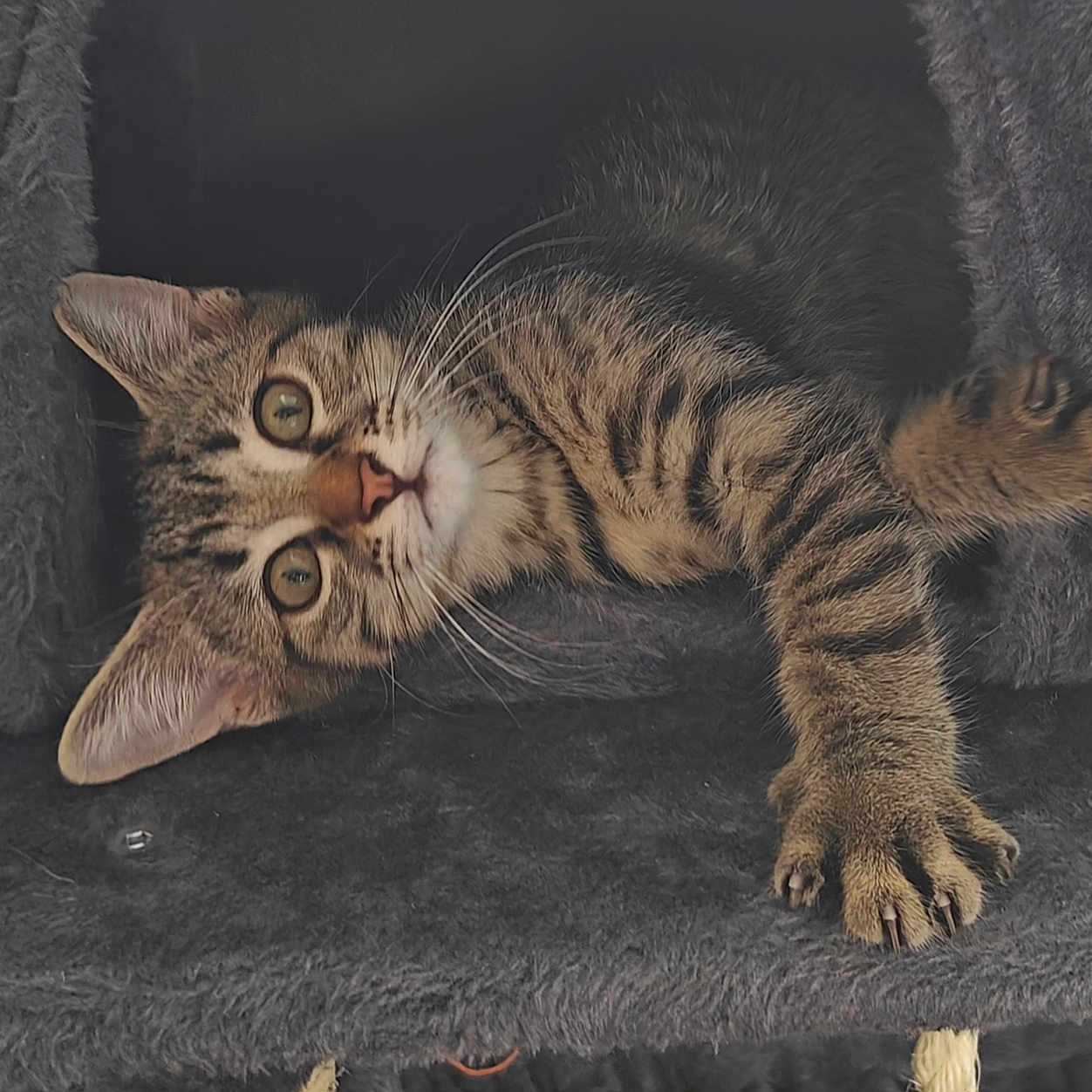 Willow