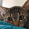 Briana participe au concours pour gagner de l'argent avec cette photo : cat, tabby_cat, close_up, peeking, blanket, blue_blanket, fur, whiskers, eyes, curious, pet, indoor, soft_texture, face, animal, mammal, cute, resting, cozy, portrait