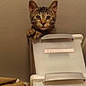 Briana a rejoint le concours — aidez-le/la à gagner de superbes lots ! kitten, cat, tabby, storage_bin, plastic_container, peeking, curious, polka_dot, bag, indoor, wall, paws, wide_eyes, pet, young_cat, animal, feline, cute, stacked, label