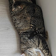 Briana a rejoint le concours — aidez-le/la à gagner de superbes lots ! cat, tabby, sleeping, cuddle, pets, animal, fur, resting, floor, indoor, cozy, cute, companion, two, relaxation, domestic, whiskers, paw, peaceful, nap