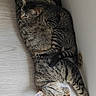 cat, tabby, sleeping, cuddle, pets, animal, fur, resting, floor, indoor, cozy, cute, companion, two, relaxation, domestic, whiskers, paw, peaceful, nap