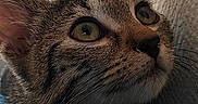 Briana a rejoint le concours — aidez-le/la à gagner de superbes lots ! cat, tabby, close_up, indoor, blue_blanket, whiskers, fur, curious, looking_up, texture, wall, cozy, pet, animal, mammal, domestic, feline, soft, resting, eyes