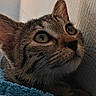 cat, tabby, close_up, indoor, blue_blanket, whiskers, fur, curious, looking_up, texture, wall, cozy, pet, animal, mammal, domestic, feline, soft, resting, eyes