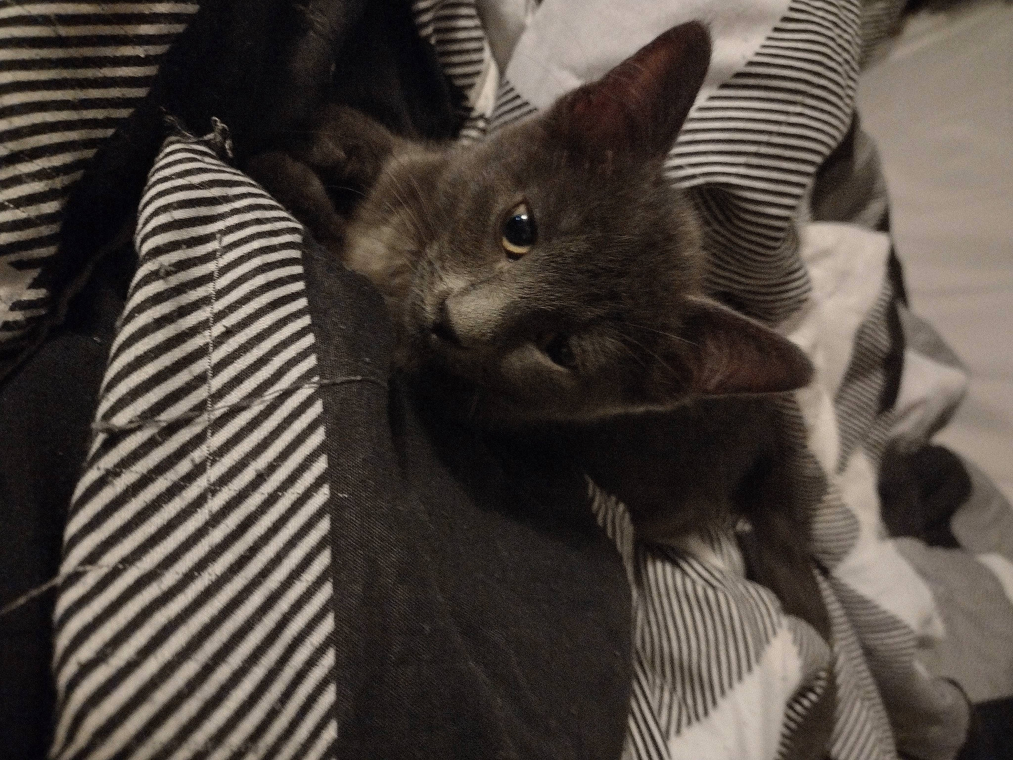 Cleopatra is registered to the contest to win money with this photo: black_cat, carnivore, cat, claw, comfort, domestic_short_haired_cat, ear, felidae, fur, gesture, grey, monochrome, monochrome_photography, pattern, paw, russian_blue, small_to_medium_sized_cats, snout, whiskers