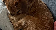 Mya participe au concours pour gagner de l'argent avec cette photo : dog, puppy, sleeping, curled_up, brown_fur, long_hair, pet, couch, sofa, pillow, indoor, cozy, relaxed, resting, nap, cute, animal, home, fabric, patterned_clothing