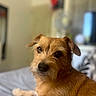 Mya a rejoint le concours — aidez-le/la à gagner de superbes lots ! dog, terrier, puppy, brown_fur, wirehaired, scruffy, portrait, close_up, pet, canine, lying_down, bed, indoors, home, warm_lighting, shallow_depth_of_field, blurred_background, floppy_ears, black_nose, adorable