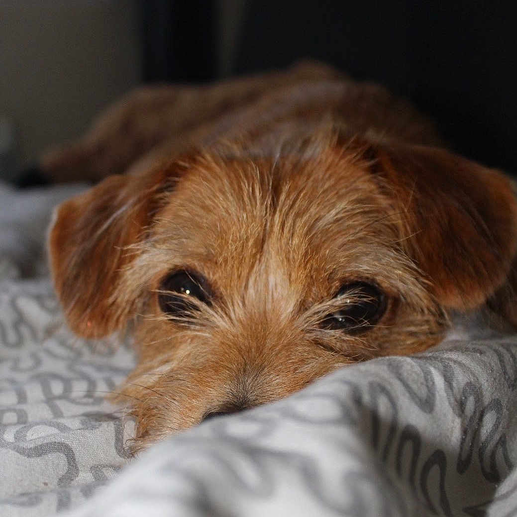 Mya a rejoint le concours — aidez-le/la à gagner de superbes lots ! dog, puppy, sleeping, resting, bed, blanket, bedding, bedroom, indoors, close_up, portrait, brown_fur, scruffy_fur, floppy_ears, dark_eyes, cozy, relaxed, cute, pet, animal
