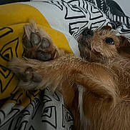 Mya participe au concours pour gagner de l'argent avec cette photo : dog, pet, canine, scruffy_fur, wirehaired, brown, paw, close_up, lying_down, upside_down, relaxed, indoor, bed, blanket, bedding, patterned_fabric, cozy, funny, portrait, animal