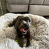 Aïko participe au concours pour gagner de l'argent avec cette photo : puppy, dog, pet, animal, brown_fur, happy, smiling, open_mouth, tongue, sitting, lying_down, fluffy_bed, shaggy_blanket, sofa, living_room, indoor, portrait, close_up, cute, photography