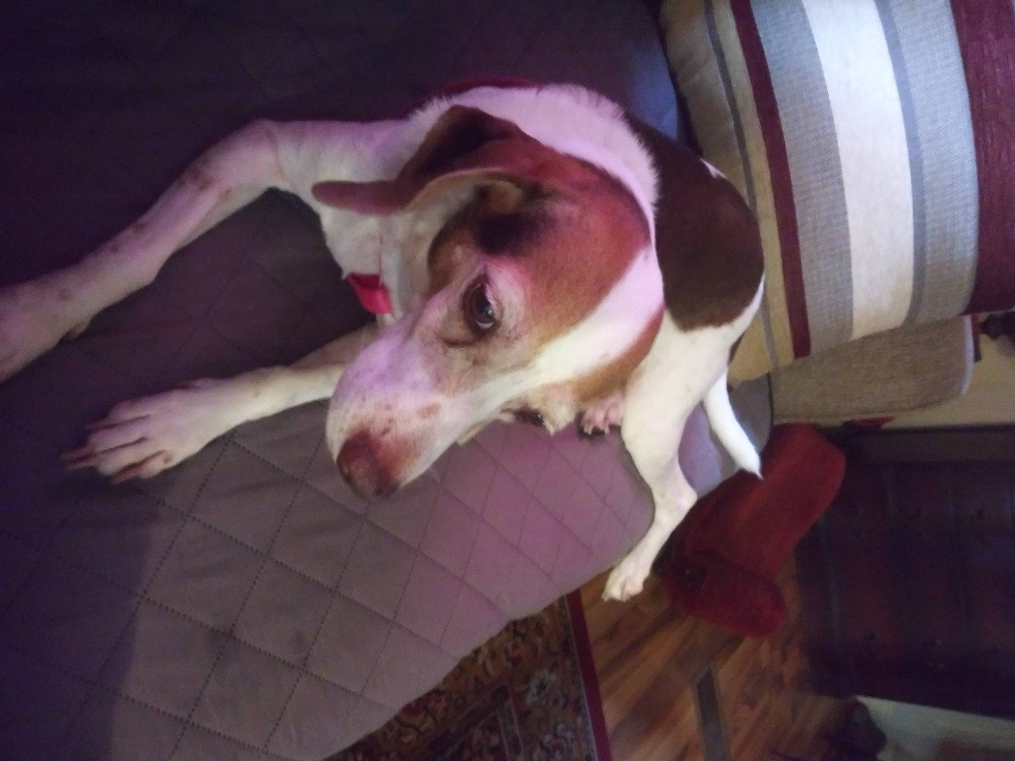 Fancy Pants is registered to the contest to win money with this photo: canidae, carnivore, comfort, companion_dog, dog, dog_breed, dog_supply, fawn, flooring, hardwood, non_sporting_group, paw, pet_supply, snout, sporting_group, tail, terrestrial_animal, whiskers, wood, working_animal