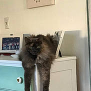 Hazel is registered to the contest to win money with this photo: cat, fluffy_cat, green_eyes, long_legs, hanging_paws, dresser, cabinet, knob, home_decor, indoor, portrait, staring, fur, pet, feline, picture_frame, wall_art, cozy, white_wall, wood_furniture